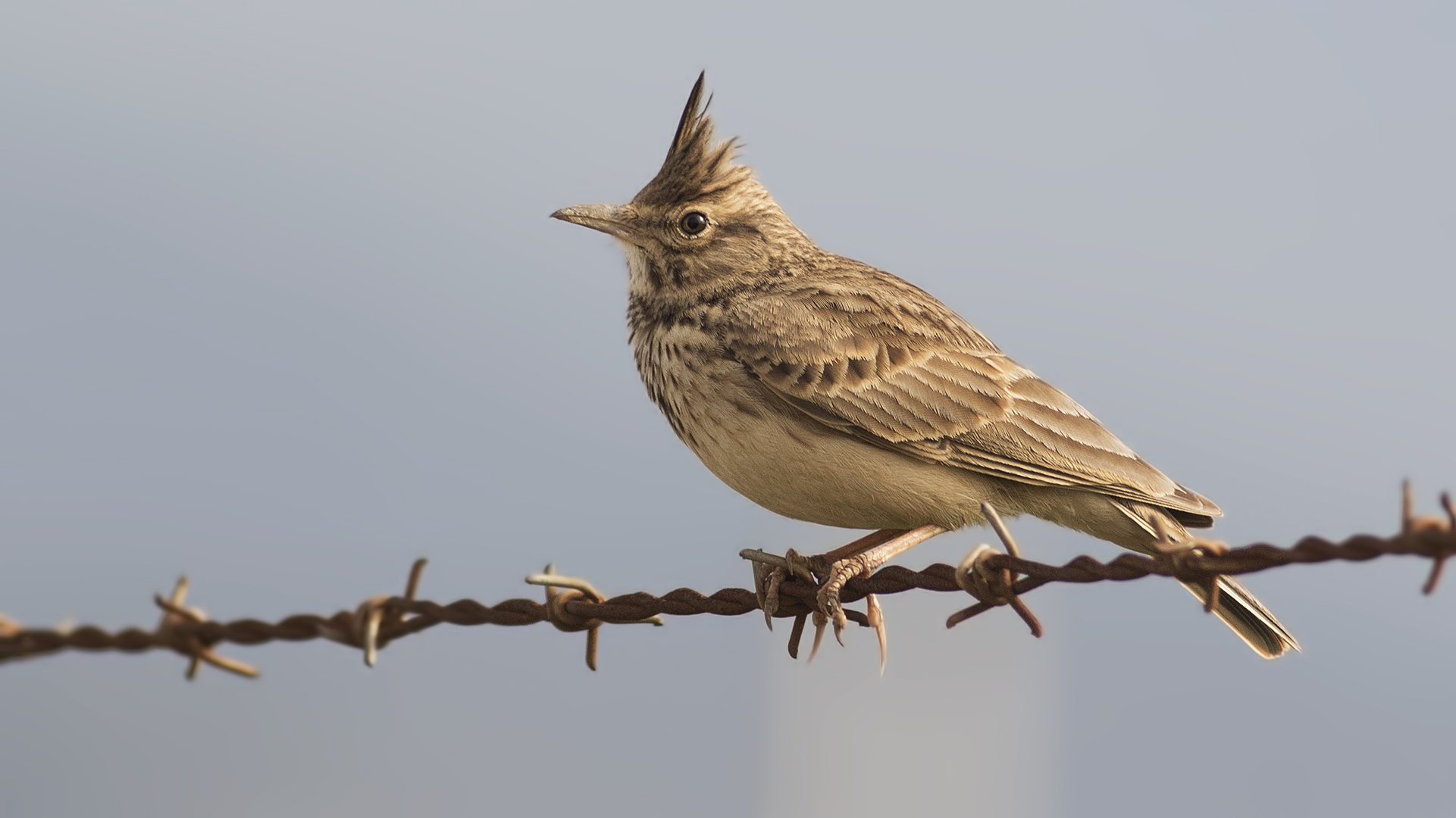 Crested Lark